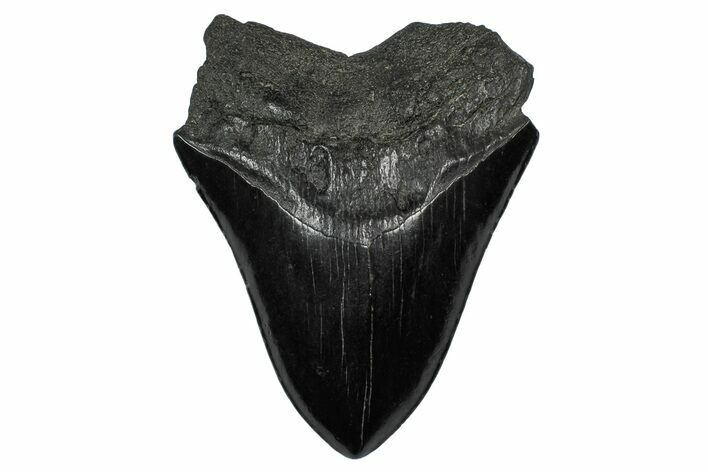Fossil Megalodon Tooth - South Carolina #340191